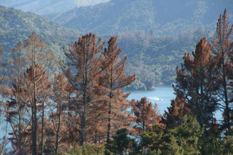 Nieuw-Zeeland 2011 - 0961